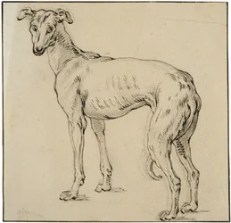Windhond