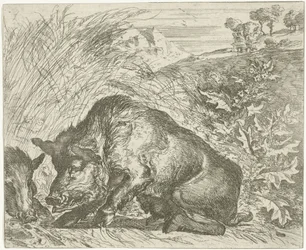 Wild zwijn