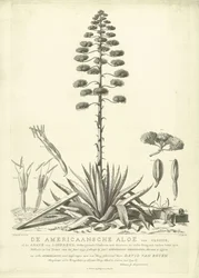 Bloeiende Amerikaanse Aloë, 1757