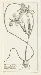 Iris