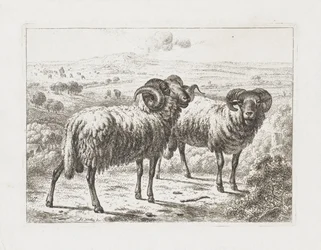 Twee rammen