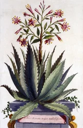 Aloe Serrata major umbellifera, uit 