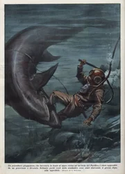 Een Japanse duiker met een scaphandler werd verslonden door een haai in de Stille Oceaan. Illustratie door Achille Beltrame uit 