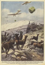 Hongerige herten bevoorraad vanuit de lucht