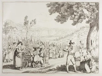 De wijnoogst