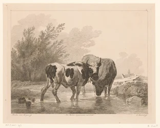 Twee koeien in een beek