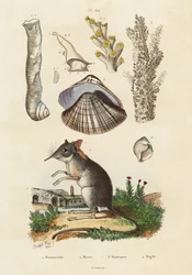 Olifantspitsmuis, mossel en koralen, 1834-1839 (gravure)