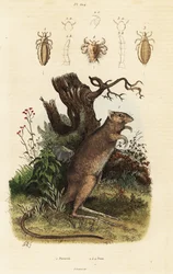 Langvoetpotoroe en luizensoorten