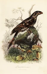 Papoea-kikkerbek, Podargus papuensis