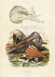 Pen schelpen of waaierschelpen (gravure)