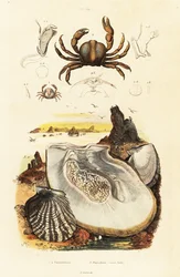 Pin krabben en pareloester, 1834-1839