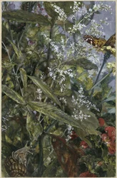 Bloemen met een vlinder en een slak. Uit het „Kinderalbum“