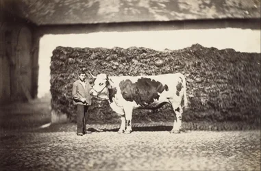 [Prijs Bull]