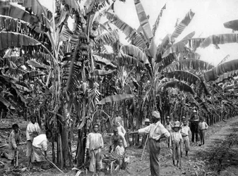 Bananenplantage, Jamaica, ca. 1905