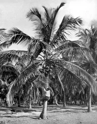 Kokosnoten plukken, Jamaica, ca. 1905