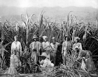 Suikerriet snijders, Jamaica