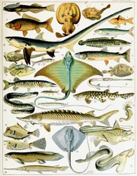 Illustratie van vis c.1923