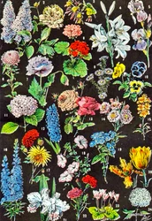 Illustratie van tuinbloemen, ca. 1923