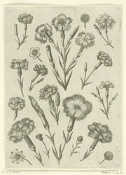 Diverse anjers, Florilegium