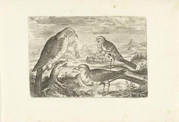 Drie vogels in een landschap