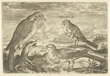 Drie vogels in een landschap