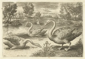 Drie zwanen in een vijver