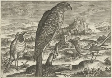 Enkele vogels in een landschap