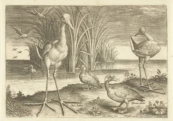 Enkele watervogels aan een oever