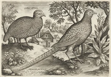 Parelhoen en fazant