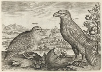 Patrijs en adelaar