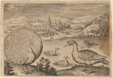 Pauw en gans
