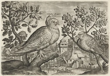 Duif en vink