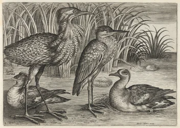 Zaagbek, roerdomp, reiger en taling