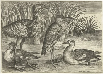 Vier waadvogels langs een oever