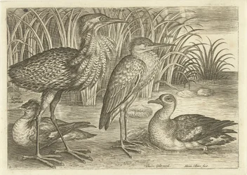 Vier waadvogels langs een oever