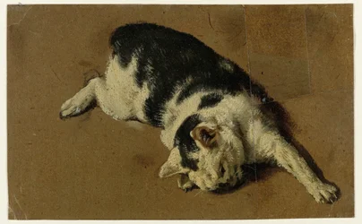 Kat liggend op de zij, de linkervoorpoot uitgestrekt