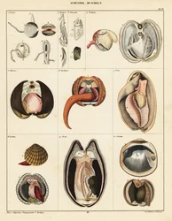 Anatomie van tweekleppige weekdieren (lithografie)