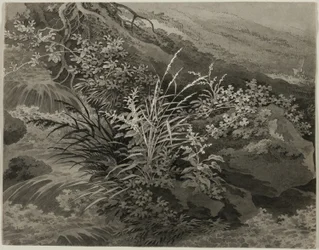 Hoek van de Weide met Riet en Andere Planten