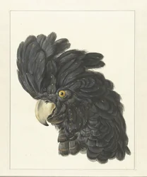 Kop van een kaketoe; kop van een papegaai (titel op het object)