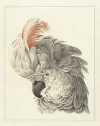 Kop van een kaketoe; Papegaaienkop (titel op het object)