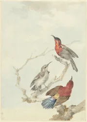 Drie karmozijnrode honingzuigers