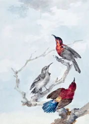 Drie karmozijnrode honingzuigers