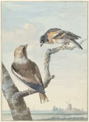 Twee vogels: een appelvink en een keep