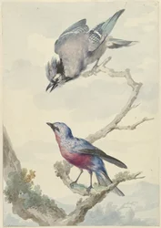 Twee vogels: een blauwe gaai en een purperborstcotinga