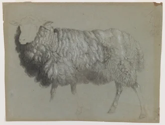 Studie van een ooi