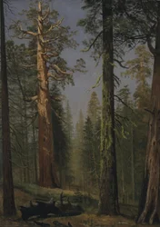 De grizzly reuzensequoia, Mariposa Grove, Californië