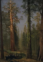 De grizzly reuzensequoia, Mariposa Grove, Californië
