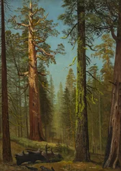 De Grizzly Giant-sequoia, Mariposa Grove, Californië