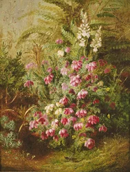 Sprinkhaan en Heide