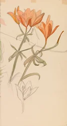 Oranje lelies